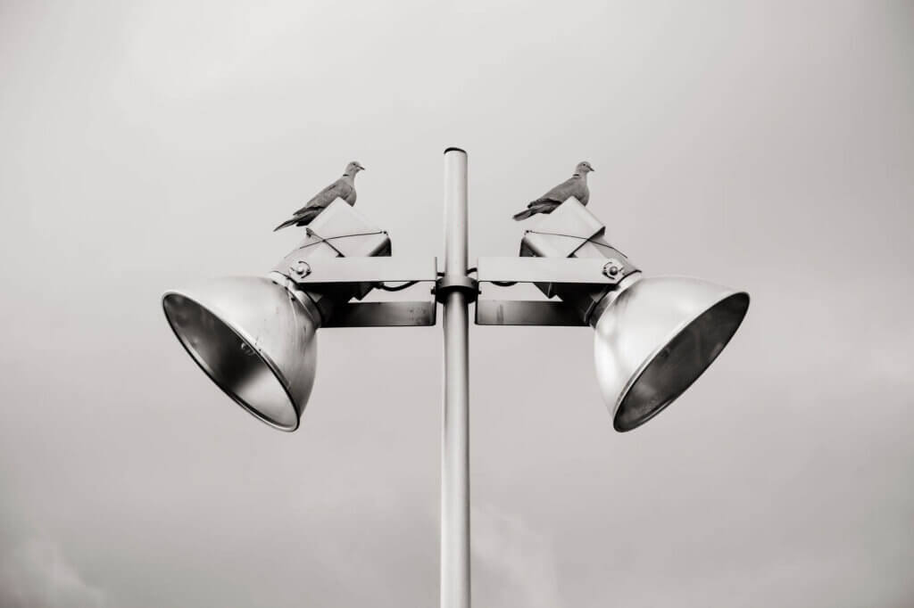 two pigeon perched on white track light + equal