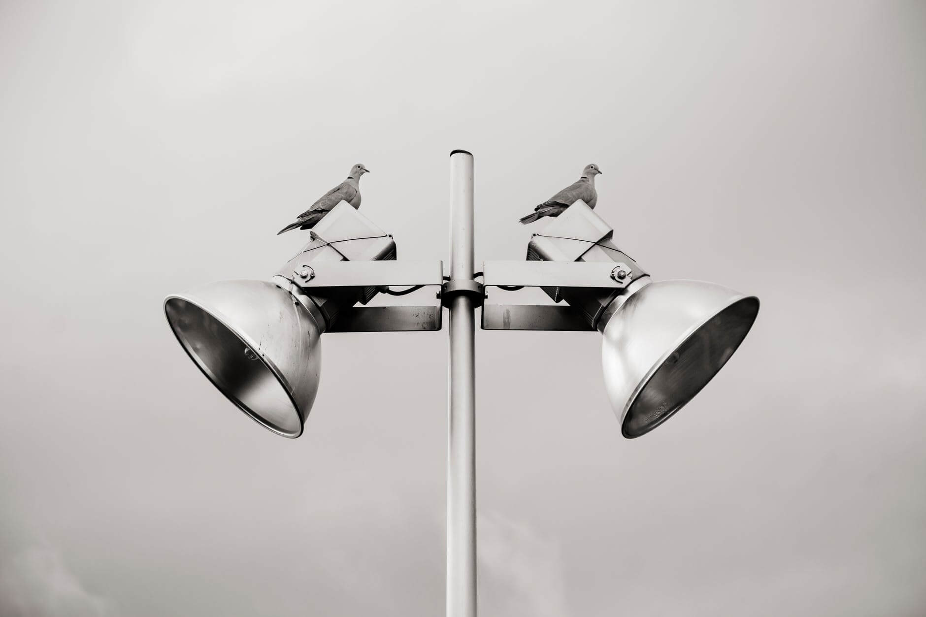 two pigeon perched on white track light + equal
