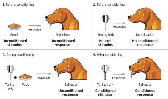ภาพจากเว็บ http://psycologywithus.blogspot.com/2013/12/ivan-petrovich-pavlovs-theory-of.html