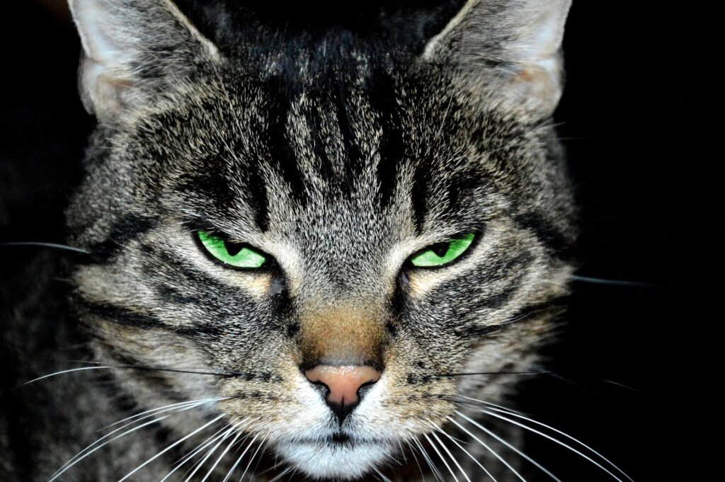 Reference: http://maxpixel.freegreatpicture.com/Tomcat-Charming-Kitten-Animals-Cat-Fur-Animal-1199937