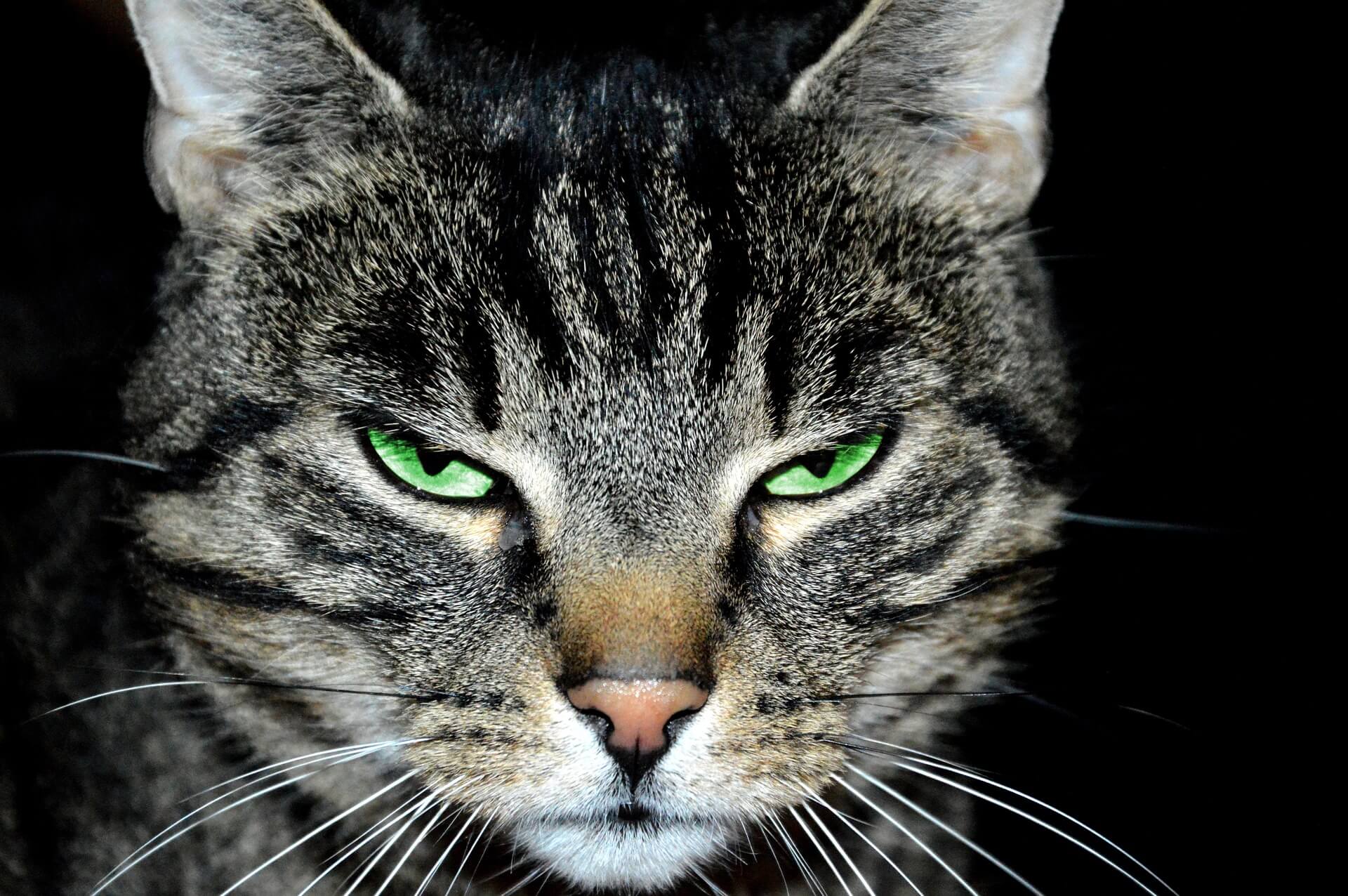 Reference: http://maxpixel.freegreatpicture.com/Tomcat-Charming-Kitten-Animals-Cat-Fur-Animal-1199937
