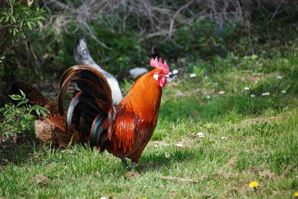 animal-2885_1920 Reference: https://pixabay.com/th/สัตว์-นก-สดใส-ไก่-ที่มีสีสัน-2885/